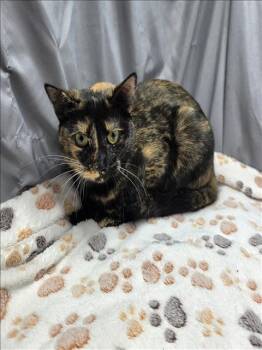 Rescue Domestic Short Hair Cats for Adoption in Grovetown, Georgia - BLOSSOM | PetCurious