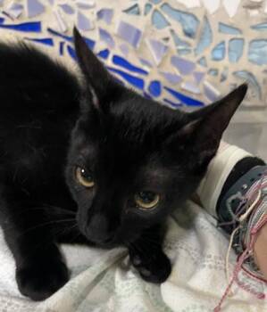 Domestic Short Hair Cats Available for Adoption - ALLEGHENY | PetCurious