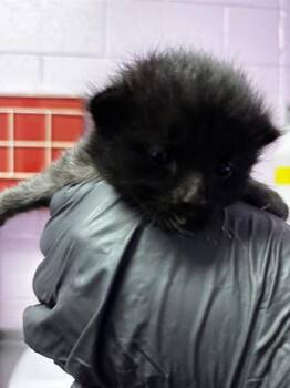 61673334 -  Domestic Short Hair Cat for Adoption in El Paso, Texas - 61673334 | PetCurious