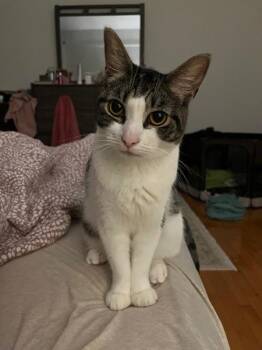 Nectarine -  Domestic Short Hair Cat for Adoption - Nectarine | PetCurious