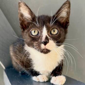 Domestic Short Hair Cats Available for Adoption - Tara | PetCurious