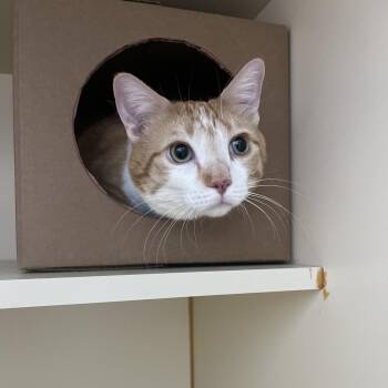 Sweetie -  Domestic Short Hair Cat for Adoption in Idaho Falls, Idaho - Sweetie | PetCurious