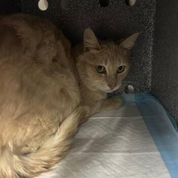 LeBron -  Domestic Short Hair Cat for Adoption in Salt Lake City, Utah - LeBron | PetCurious