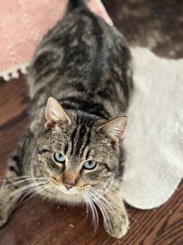 Domestic Short Hair Cats Available for Adoption - Morty | PetCurious