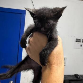 Galaxy -  Domestic Short Hair Cat Available for Adoption in Wahiawa, Hawaii - Galaxy | PetCurious