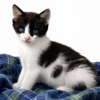 Rocket -  Domestic Short Hair Cat for Adoption in Columbiana, Alabama - Rocket | PetCurious