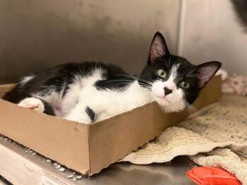 HOPE -  Domestic Short Hair Cat for Adoption in Fort Wayne, Indiana - HOPE | PetCurious