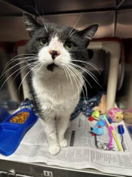 Domestic Short Hair Cats Available for Adoption in North Myrtle Beach, South Carolina - Hayden | PetCurious