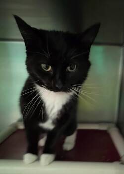 Rescue Domestic Short Hair Cats for Adoption in Port Clinton, Ohio - Snaggle | PetCurious