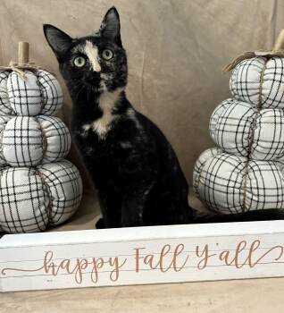 Rescue American Shorthair Cats for Adoption in Barboursville, West Virginia - Wendy | PetCurious