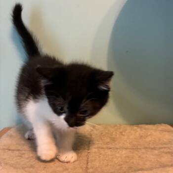 December -  Domestic Short Hair Cat for Adoption in Shelbyville, Indiana - December | PetCurious