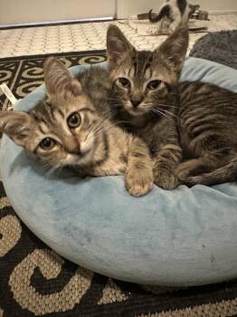 Tucker -  Domestic Short Hair Cat for Adoption in Hudson, New Hampshire - Tucker | PetCurious