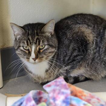 Juno -  Domestic Short Hair Cat for Adoption in Lakewood, Colorado - Juno | PetCurious