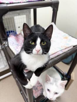 James - handsome silly boy -  Tuxedo Cat Available for Adoption in Oshkosh, Wisconsin - James - Handsome Silly Boy | PetCurious