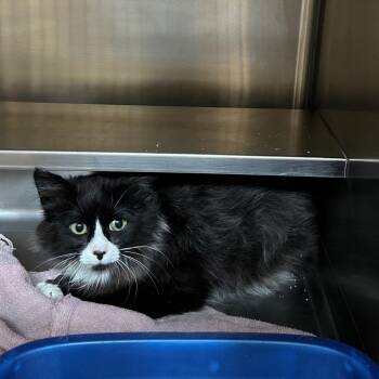 Domestic Medium Hair Cats Available for Adoption in Bristol, Indiana - Hermes | PetCurious