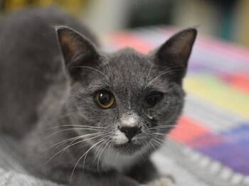 Cleo -  Domestic Short Hair Cat for Adoption in Portland, Oregon - Cleo | PetCurious