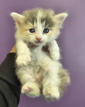 Bella -  Domestic Long Hair Cat for Adoption in Salt Lake City, Utah - Bella | PetCurious