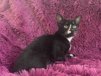 Rescue Domestic Short Hair Cats for Adoption in Plano, Texas - RYLIE - Cuddly, Sweet, Bottle Baby! | PetCurious