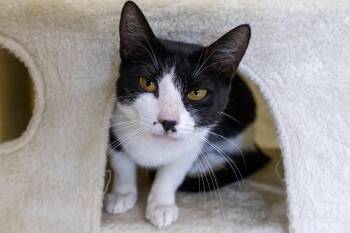 Toshi (FCID# 08/04/2026 - 28 Trainer) -  Domestic Short Hair Cat for Adoption in Greenville, Delaware - Toshi (FCID# 08/04/2026 - 28 Trainer) | PetCurious