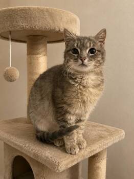 Mopsy -  Domestic Short Hair Cat Available for Adoption - Mopsy | PetCurious