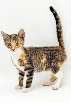 Indigo is raring to go - She is all fancy in her rainbow polka d -  Torbie and Turkish Van Cat for Adoption in Bedford Hills, New York - Indigo Is Raring To Go - She Is All Fancy In Her Rainbow Polka D | PetCurious