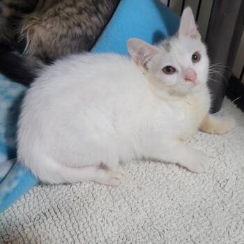 Tweety -  Domestic Medium Hair Cat for Adoption in Jessup, Maryland - Tweety | PetCurious
