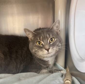 Rescue Domestic Short Hair Cats for Adoption in Lacey Township, New Jersey - Mabel | PetCurious