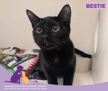 Rescue Domestic Short Hair Cats for Adoption in Eighty Four, Pennsylvania - Bestie | PetCurious