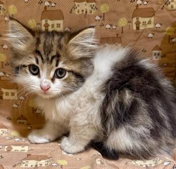 Domestic Short Hair Cats Available for Adoption - LISSA | PetCurious