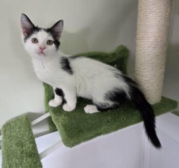 Vanilla -  Domestic Short Hair and Tuxedo Cat for Adoption in Mobile, Alabama - Vanilla | PetCurious
