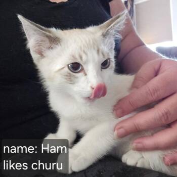 Ham Orr -  Domestic Short Hair Cat for Adoption in Eagle Mountain, Utah - Ham Orr | PetCurious