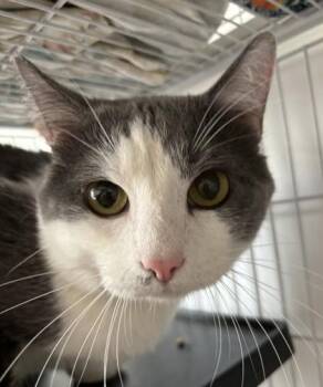 Mathis -  Domestic Short Hair Cat for Adoption in West Memphis, Arkansas - Mathis | PetCurious