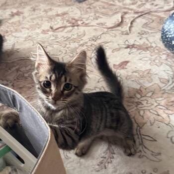 Fluff -  Domestic Short Hair Cat for Adoption in Nashville, Tennessee - Fluff | PetCurious