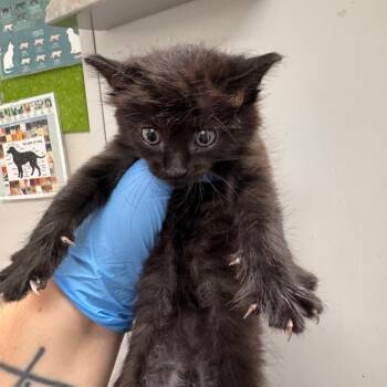 Disaronno -  Domestic Long Hair Cat for Adoption in Columbiana, Alabama - Disaronno | PetCurious