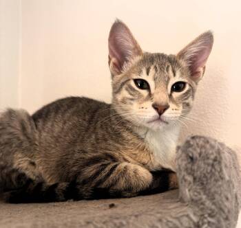 Domestic Short Hair and Tabby Cats Available for Adoption in Pompano Beach, Florida - Hamilton | PetCurious