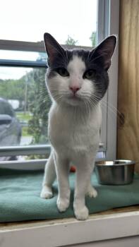 Domestic Short Hair Cats Available for Adoption in White Oak, Pennsylvania - Tom Foolery | PetCurious