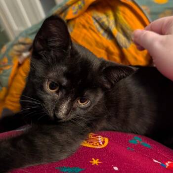 Domestic Short Hair Cats Available for Adoption in Durham, North Carolina - Frodo | PetCurious