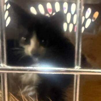 Syrup -  Domestic Short Hair Cat for Adoption in Winston-salem, North Carolina - Syrup | PetCurious