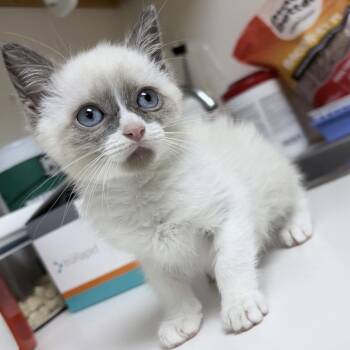 Jelly Bean -  Domestic Short Hair Cat for Adoption in Tyler, Texas - Jelly Bean | PetCurious