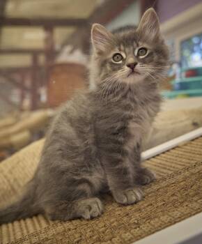 Benny -  Domestic Long Hair Cat for Adoption in Santa Barbara, California - Benny | PetCurious