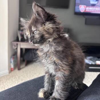 Domestic Short Hair Cats Available for Adoption in Lewisville, Texas - Tortuga | PetCurious