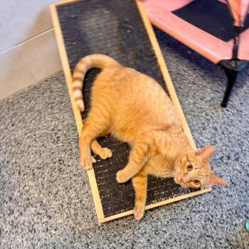 Lloyd -  Domestic Short Hair Cat for Adoption in Mondovi, Wisconsin - Lloyd | PetCurious