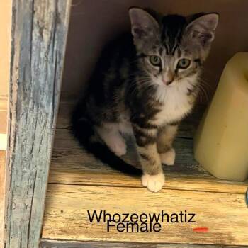 Whozeewhatzit -  Domestic Short Hair Cat for Adoption in Parkersburg, West Virginia - Whozeewhatzit | PetCurious