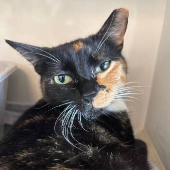 Domestic Short Hair Cats Available for Adoption - Serena | PetCurious