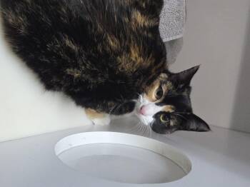 Domestic Short Hair Cats Available for Adoption - Agate | PetCurious