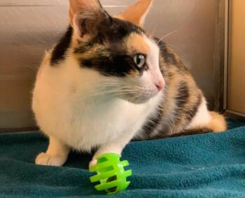 Reign -  Domestic Short Hair Cat for Adoption in Cumming, Georgia - Reign | PetCurious