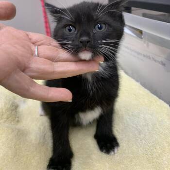 Domestic Short Hair Cats Available for Adoption in Morganton, North Carolina - Socks | PetCurious