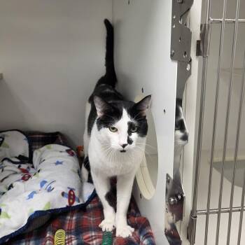 Mr. Moo - CHWK Mr. Pets (by appointment) -  Domestic Short Hair Cat Available for Adoption in Chilliwack, British Columbia - Mr. Moo - CHWK Mr. Pets (by Appointment) | PetCurious