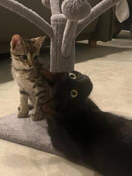 Domestic Short Hair Cats Available for Adoption in Hudson, New Hampshire - Oliver | PetCurious