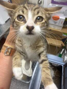 Miso -  Domestic Short Hair Cat for Adoption in Pomona, New York - Miso | PetCurious